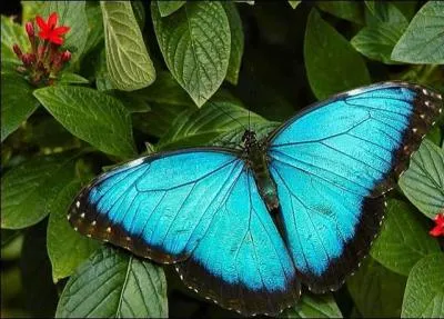 Technique de kinésithérapie respiratoire visant à mobiliser les sécrétions bronchiques par des percussions du tronc avec les mains (technique qui n'est plus utilisée maintenant) :