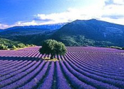 Quiz Connaissez-vous la Provence ?