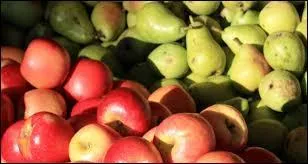 La Colmar de Chin est une variété de...