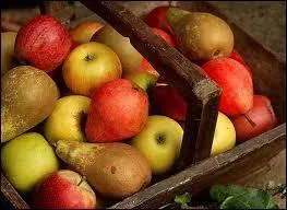 Je pense que l'épiscopale est une variété de poires...