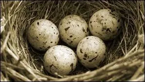 Vous collectionnez des �ufs d'oiseaux, vous &ecirc;tes un :