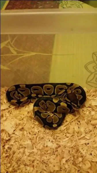 Un python a été découvert lundi dans un magasin de Poitiers. Dans...