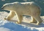 Quiz Animaux des Amriques (9) - L'ours blanc