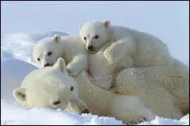 Quand l'ours polaire serait-il apparu ?