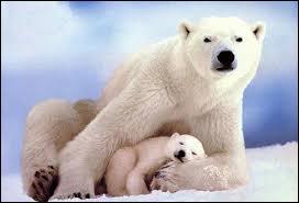 À combien de km du pôle cet ours vagabonde-t-il ? (Environ)