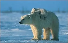 L'ours blanc est :
