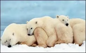 Quel sexe est deux fois plus petit que l'autre sexe ?