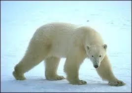 Quand il est debout sur ses pattes arri&egrave;res, quelle est sa hauteur moyenne ?