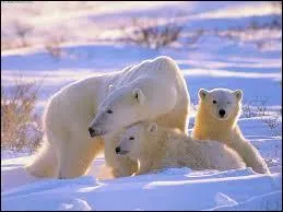 En libert&eacute;, combien d'ann&eacute;es peut vivre l'ours blanc en moyenne ?