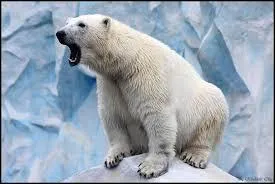 Apr&egrave;s ce nombre d'ann&eacute;es, quelle couleur son pelage prend-il ?