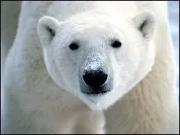 Quel sens de l'ours blanc est le plus aiguis&eacute; ?