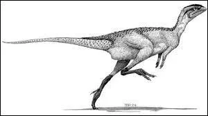 Donnez sa taille moyenne.