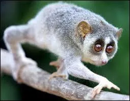 En captivit&eacute;, quelle est leur esp&eacute;rance de vie moyenne ?