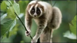 Quelle taille peut-il atteindre au maximum ?