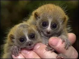 Donnez la valeur de son poids moyen.