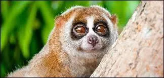 Trouvez la plus longue partie du corps de ce singe.