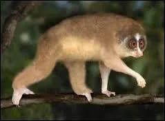 Quelle est la particularit&eacute; du loris gr&ecirc;le ?