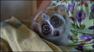 Peuvent-ils tourner la t&ecirc;te &agrave; 180&deg; ?