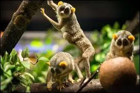 Quand sortent-ils pour chasser ?