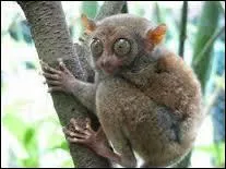 Quel est leur plus grand pr&eacute;dateur ?