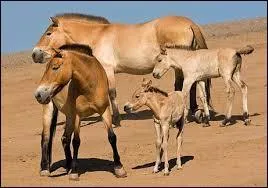 Quel paléontologue a découvert que 92 % de ces animaux souffraient d'une anomalie ?