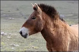 Quelle association française essaye de réintroduire ces animaux en France ?