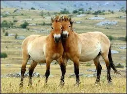 Trouvez le poids moyen de cet animal.