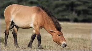 Ce cheval est-il domestiqué par l'homme ?