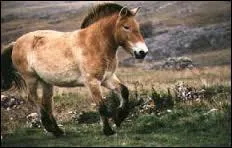 Il a servi dans les zoos, ainsi...