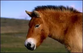 En quelle année un premier programme visant à le réintroduire dans la nature a-t-il vu le jour ?