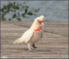 Quel est le nom scientifique de ce cacato&egrave;s ?