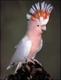 Combien de sous-esp&egrave;ces de cacato&egrave;s leadbeater existe-t-il ?