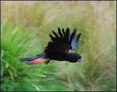 Quel est le dimorphisme sexuel chez le cacato&egrave;s de Banks ?