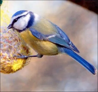 Le "bison" vous en fait un big ! Remplacez la lettre....