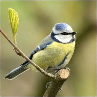 La nymphe des bois et des prés "napée" devient une fleur de montagne si cette lettre cède sa place à une autre.