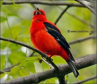 Quelle métamorphose ! Le "pagre", poisson de Méditerranée, devient un morceau d'étoffe drapé autour de votre taille, en changeant la lettre...