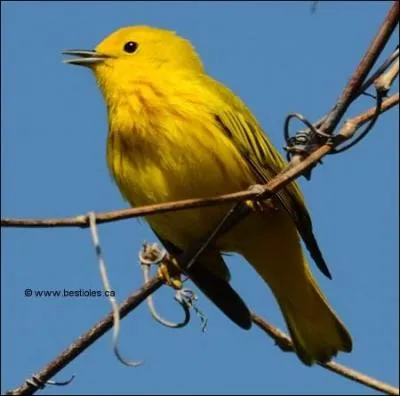 "Arbousier". Synonyme du nouveau mot : hippophae, arbuste épineux à baies orange comestibles !