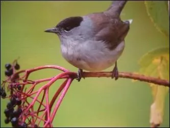 "Quinone". Obtenez un alcaloïde employé contre le paludisme. Il suffit de remplacer la lettre...