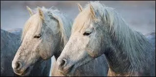 Pourquoi le cheval a-t-il les oreilles droite sur cette photo ?