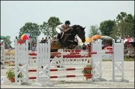 Quelle est cette discipline équestre ?