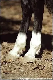 Comment s'appellent les traces blanches sur les jambes du cheval ?