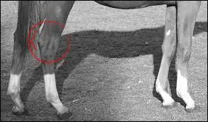 Quelle est cette partie du cheval ?