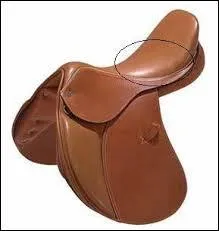 Quelle est la partie entourée de la selle ?