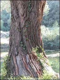 Le tronc est la partie principale d'un arbre. C'est aussi dans une église...