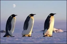 Quel âge peuvent-ils atteindre ?