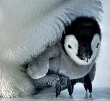 Où est le nid de l'oisillon ?