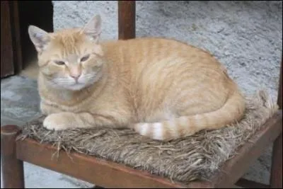 C'est un chat européen ______.