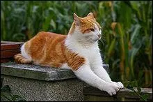 C'est un chat européen ______.