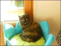 C'est un chat européen ______.