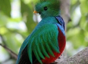 Quiz Le quetzal